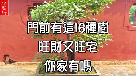 門前植物風水|【門前的風水樹】門前種什麼樹風水好種對了樹好運連連 